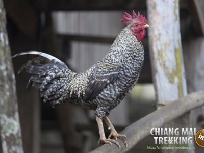 Photos from our guests | Chiang Mai Trekking | The best trekking in Chiang Mai with Piroon Nantaya